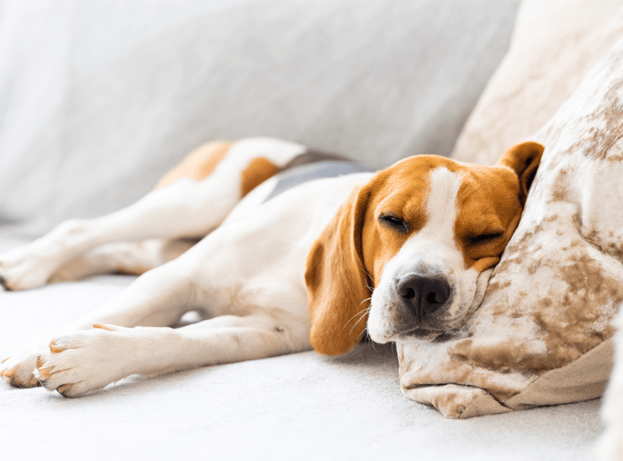 How to Make Your Sofa Smell Good - Sassy Scents