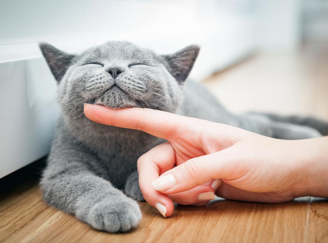 The Ultimate Guide to Getting Rid of Cat Pee Smell