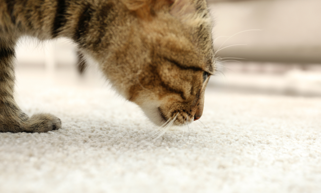 How to Make a Carpet Smell Better