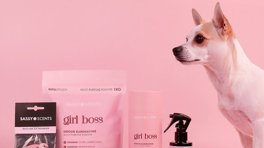 How to Get Rid of Dog Smell in the House - Sassy Scents