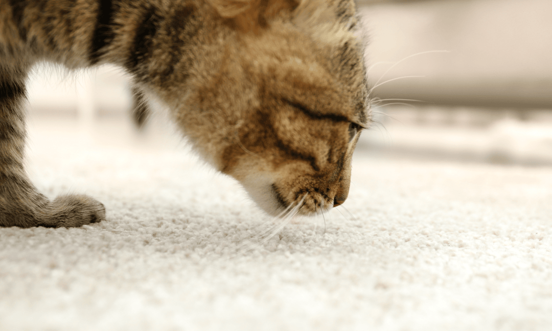 How to Make a Carpet Smell Better - Sassy Scents