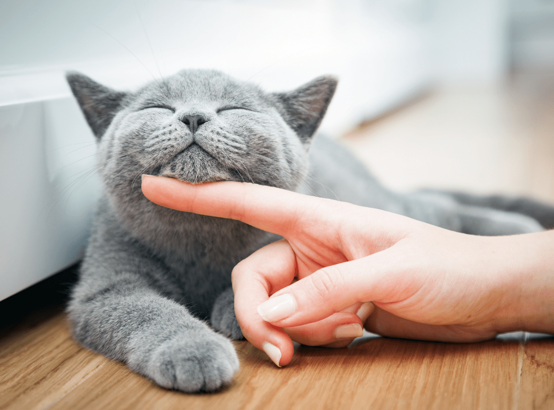 The Ultimate Guide to Getting Rid of Cat Pee Smell - Sassy Scents